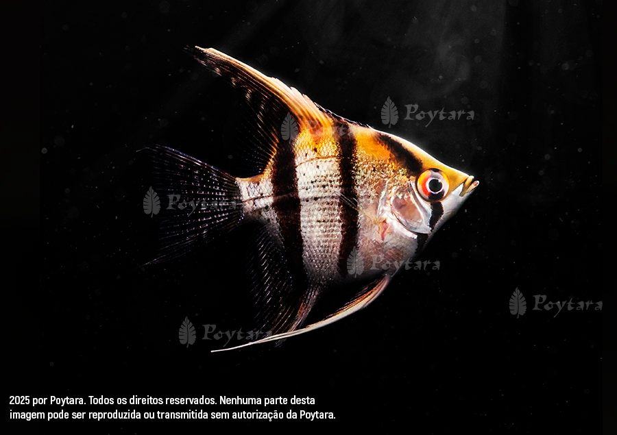 Imagem Acara-Bandeira-marca
